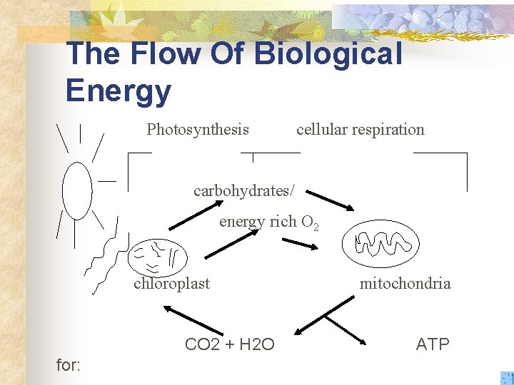 The Flow Of Biological Energy Photosynthesis cellular respiration carbohydrates/ energy rich O 2 chloroplast