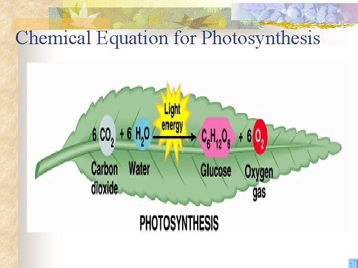 Chemical Equation for Photosynthesis 