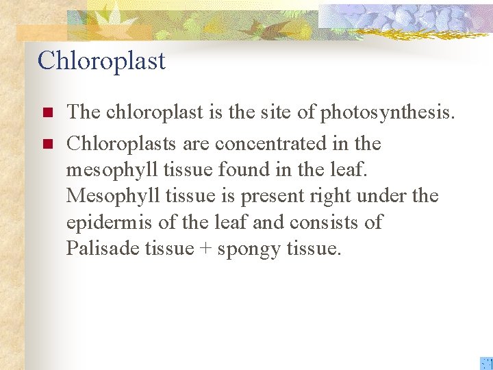 Chloroplast n n The chloroplast is the site of photosynthesis. Chloroplasts are concentrated in