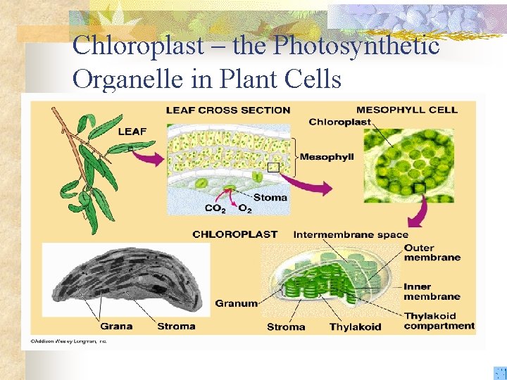 Chloroplast – the Photosynthetic Organelle in Plant Cells 