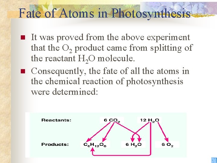 Fate of Atoms in Photosynthesis n n It was proved from the above experiment