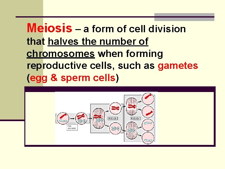 Meiosis – a form of cell division that halves the number of chromosomes when