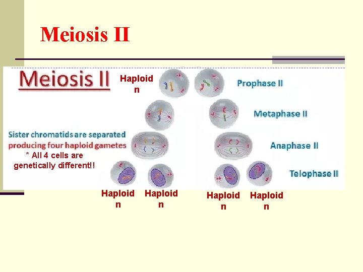 Meiosis II Haploid n * All 4 cells are genetically different!! Haploid n 