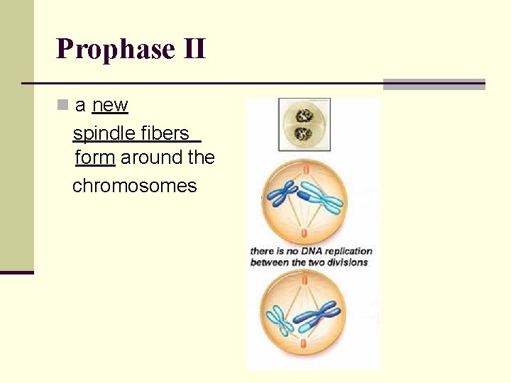 Prophase II n a new spindle fibers form around the chromosomes 