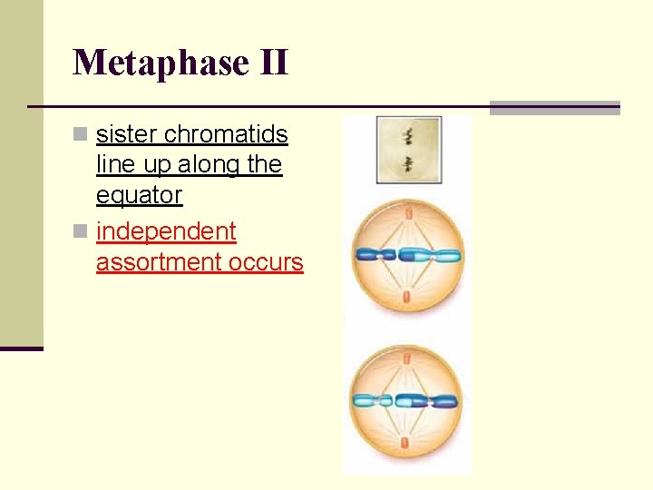Metaphase II n sister chromatids line up along the equator n independent assortment occurs