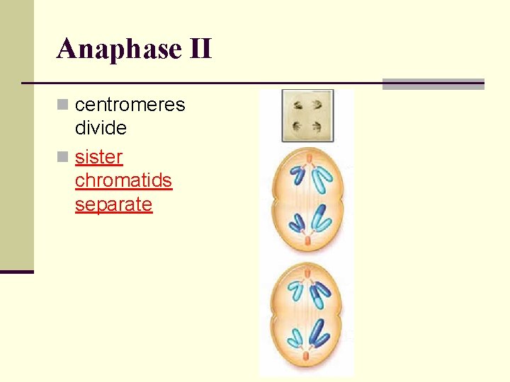 Anaphase II n centromeres divide n sister chromatids separate 