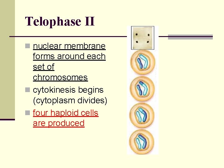 Telophase II n nuclear membrane forms around each set of chromosomes n cytokinesis begins