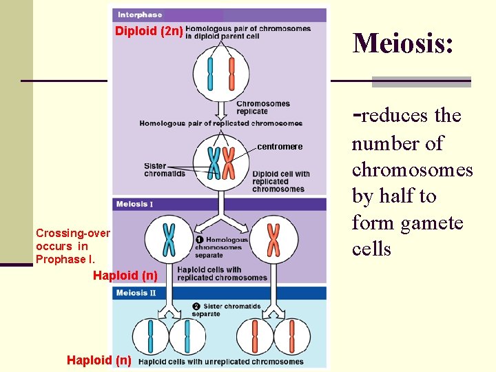 Diploid (2 n) Meiosis: -reduces the centromere Crossing-over occurs in Prophase I. Haploid (n)