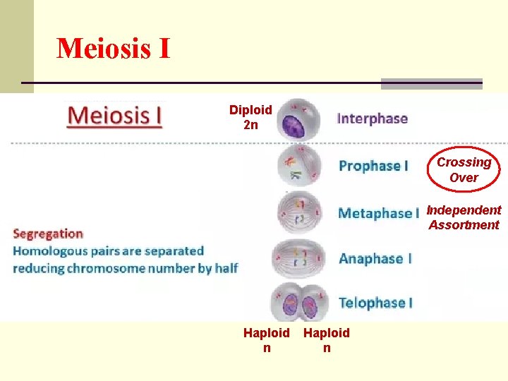 Meiosis I Diploid 2 n Crossing Over Independent Assortment Haploid n 