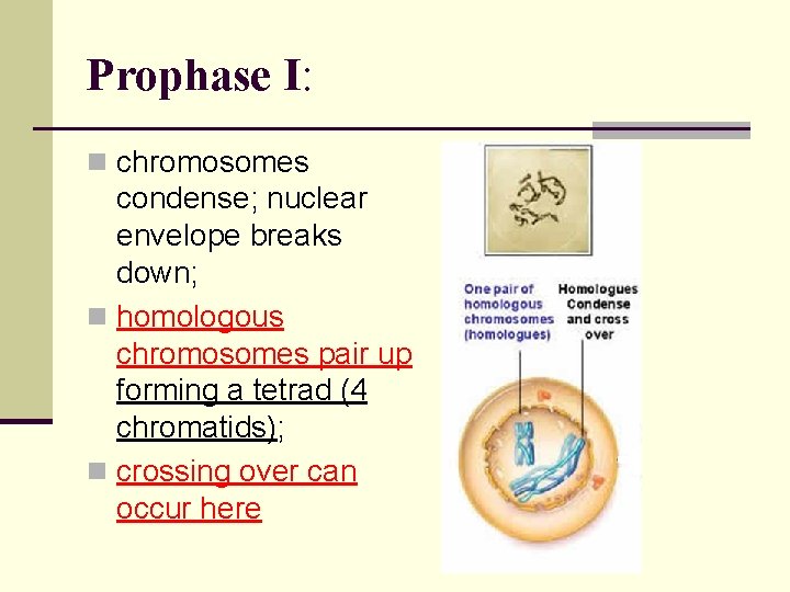 Prophase I: n chromosomes condense; nuclear envelope breaks down; n homologous chromosomes pair up