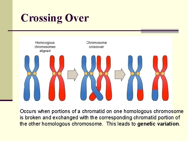 Crossing Over Occurs when portions of a chromatid on one homologous chromosome is broken