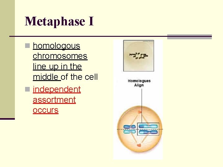 Metaphase I n homologous chromosomes line up in the middle of the cell n