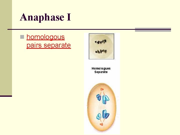 Anaphase I n homologous pairs separate 