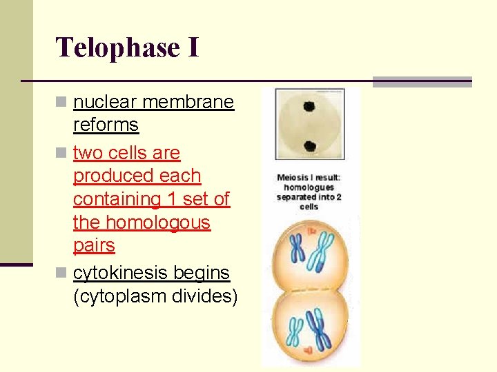 Telophase I n nuclear membrane reforms n two cells are produced each containing 1
