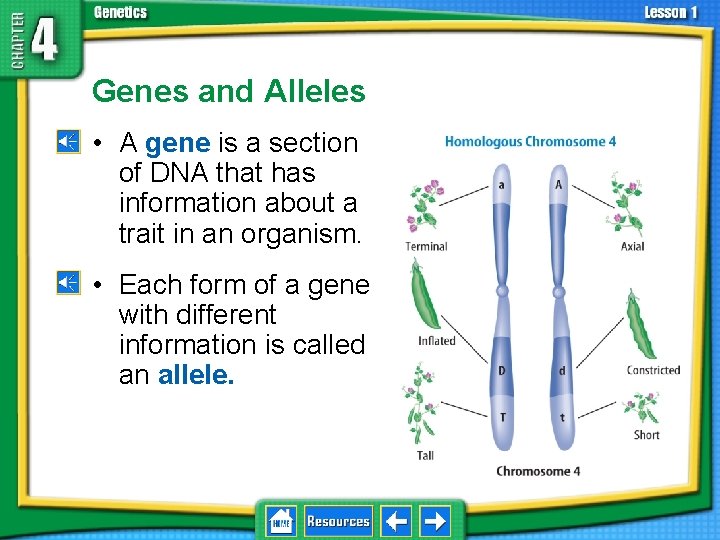 4. 1 Foundations of Genetics Genes and Alleles • A gene is a section