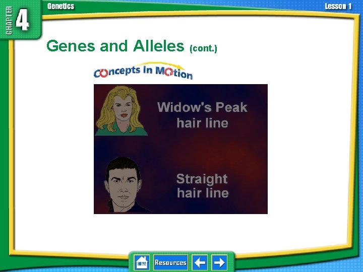 4. 1 Foundations of Genetics Genes and Alleles (cont. ) 