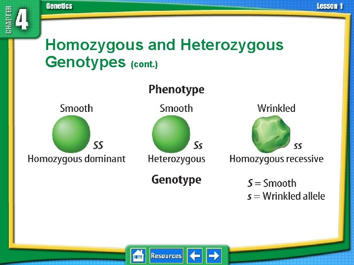 4. 1 Foundations of Genetics Homozygous and Heterozygous Genotypes (cont. ) 