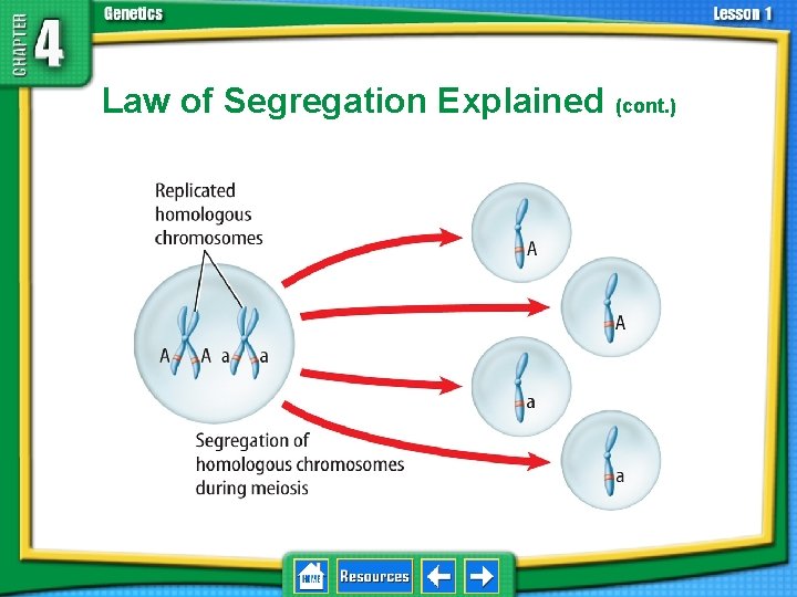 4. 1 Foundations of Genetics Law of Segregation Explained (cont. ) 