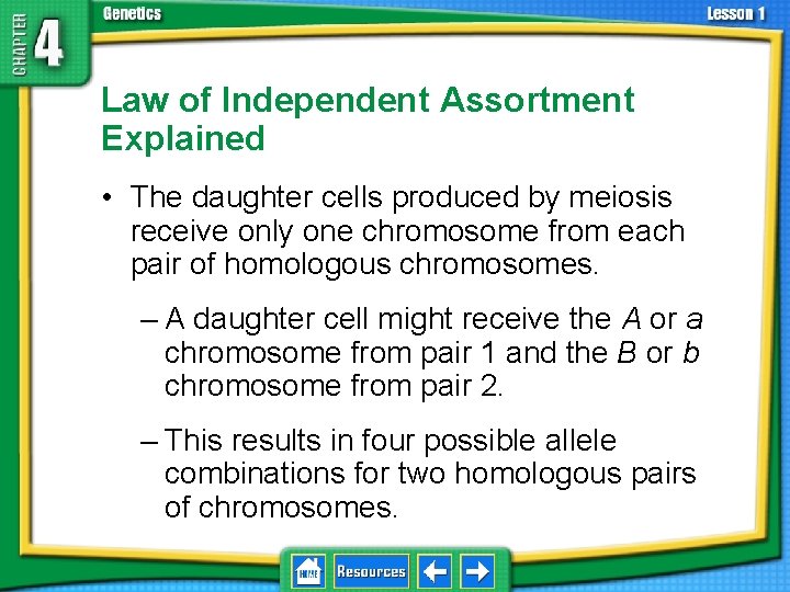 4. 1 Foundations of Genetics Law of Independent Assortment Explained • The daughter cells