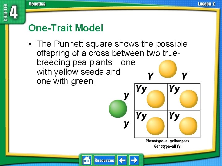4. 2 Understanding Inheritance One-Trait Model • The Punnett square shows the possible offspring