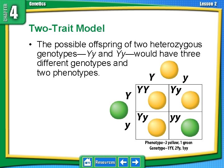 4. 2 Understanding Inheritance Two-Trait Model • The possible offspring of two heterozygous genotypes—Yy