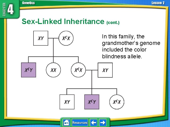 4. 2 Understanding Inheritance Sex-Linked Inheritance (cont. ) In this family, the grandmother’s genome