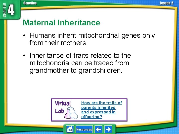 4. 2 Understanding Inheritance Maternal Inheritance • Humans inherit mitochondrial genes only from their