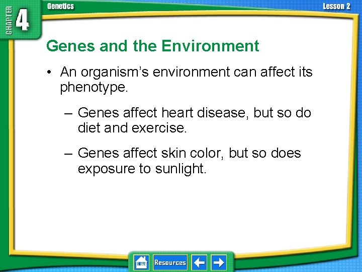 4. 2 Understanding Inheritance Genes and the Environment • An organism’s environment can affect
