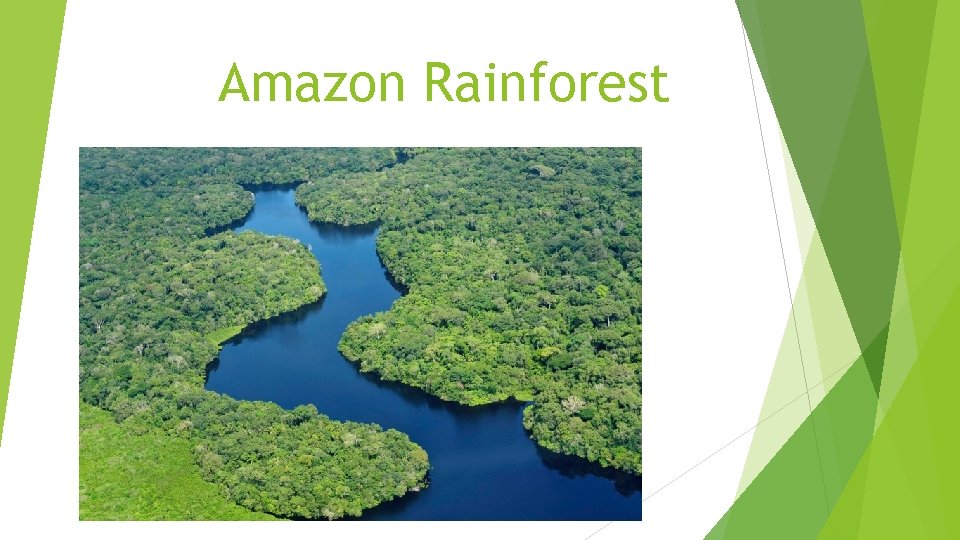 Amazon Rainforest 