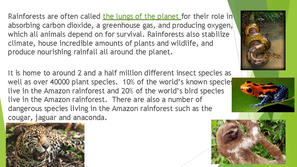 Rainforests are often called the lungs of the planet for their role in absorbing