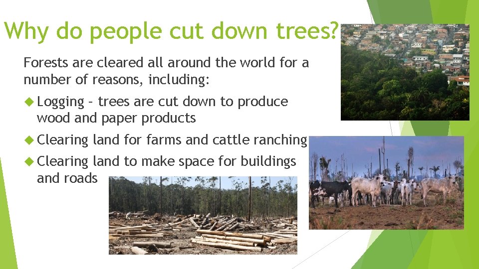 Why do people cut down trees? Forests are cleared all around the world for