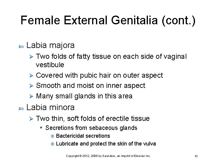 Female External Genitalia (cont. ) Labia majora Two folds of fatty tissue on each