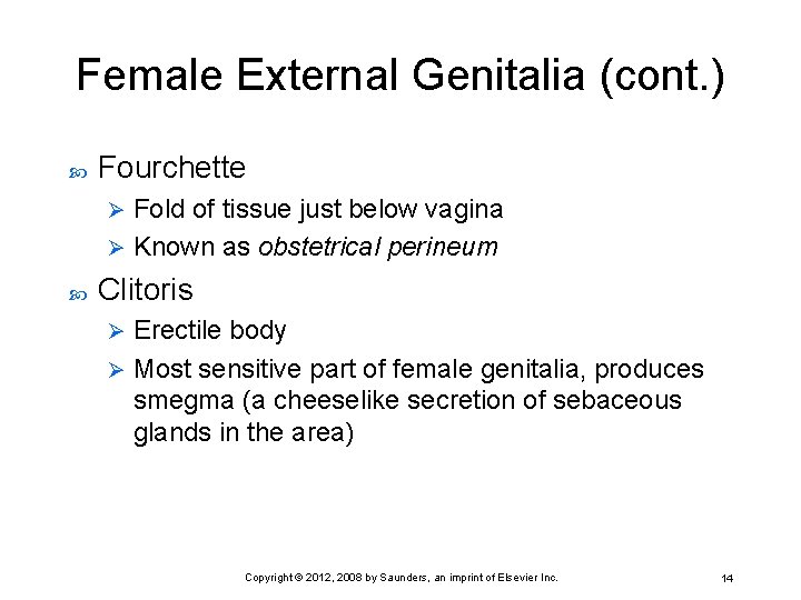Female External Genitalia (cont. ) Fourchette Fold of tissue just below vagina Ø Known