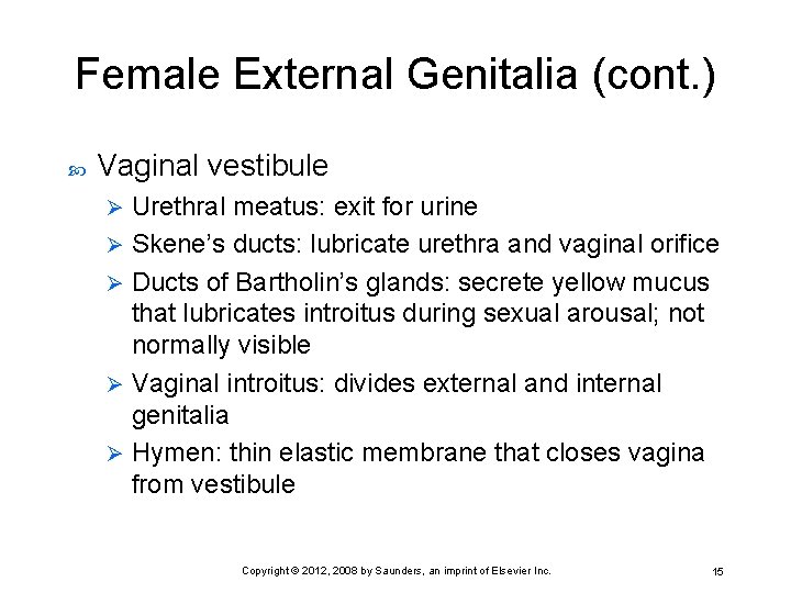 Female External Genitalia (cont. ) Vaginal vestibule Urethral meatus: exit for urine Ø Skene’s