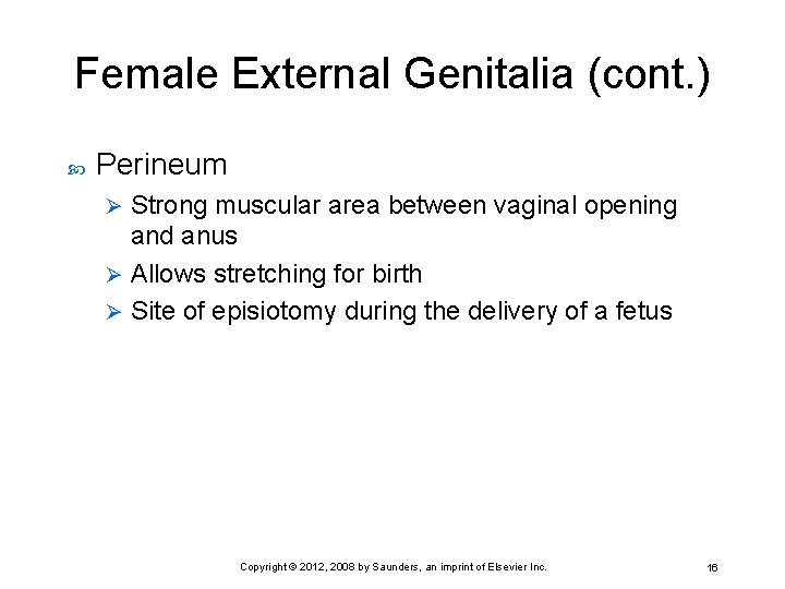 Female External Genitalia (cont. ) Perineum Strong muscular area between vaginal opening and anus