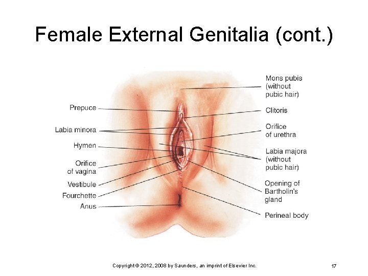 Female External Genitalia (cont. ) Copyright © 2012, 2008 by Saunders, an imprint of