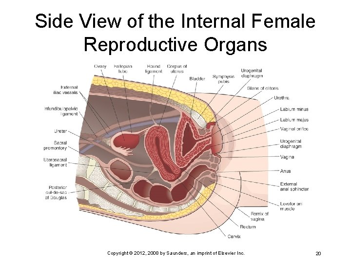 Side View of the Internal Female Reproductive Organs Copyright © 2012, 2008 by Saunders,