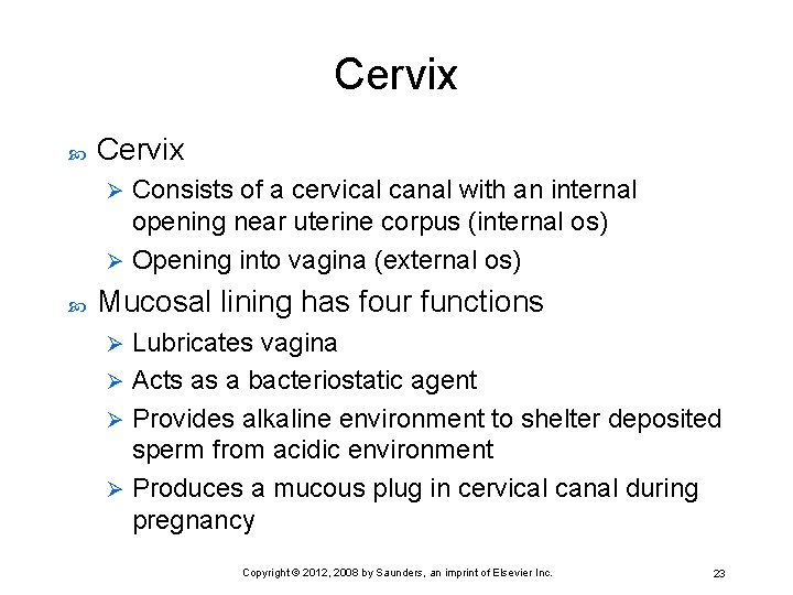 Cervix Consists of a cervical canal with an internal opening near uterine corpus (internal