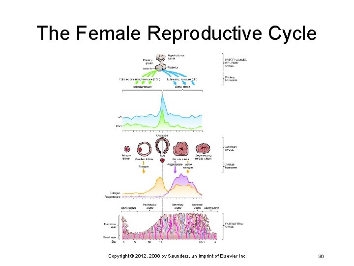 The Female Reproductive Cycle Copyright © 2012, 2008 by Saunders, an imprint of Elsevier