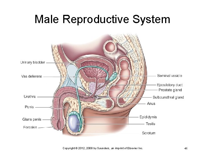 Male Reproductive System Copyright © 2012, 2008 by Saunders, an imprint of Elsevier Inc.