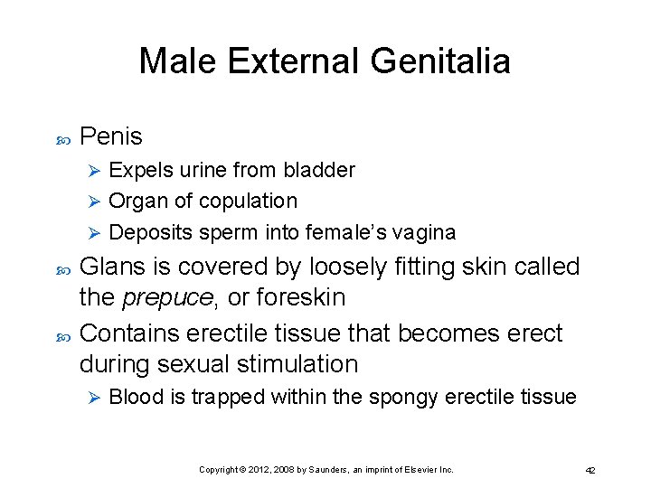 Male External Genitalia Penis Expels urine from bladder Ø Organ of copulation Ø Deposits