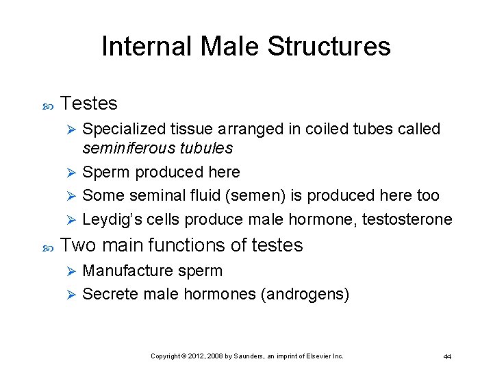 Internal Male Structures Testes Specialized tissue arranged in coiled tubes called seminiferous tubules Ø