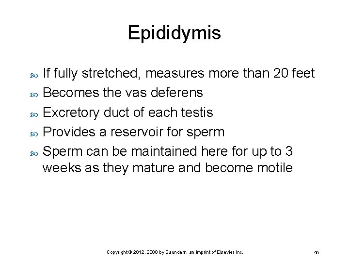 Epididymis If fully stretched, measures more than 20 feet Becomes the vas deferens Excretory