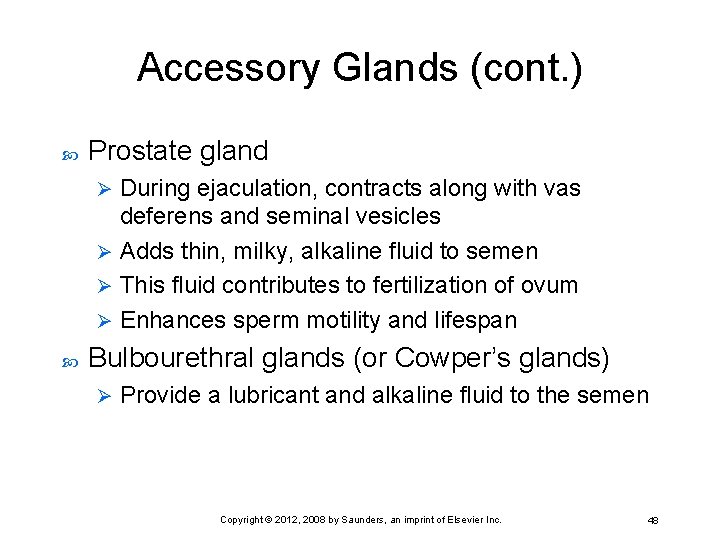 Accessory Glands (cont. ) Prostate gland During ejaculation, contracts along with vas deferens and