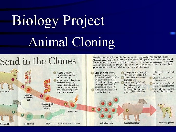 Biology Project Animal Cloning 