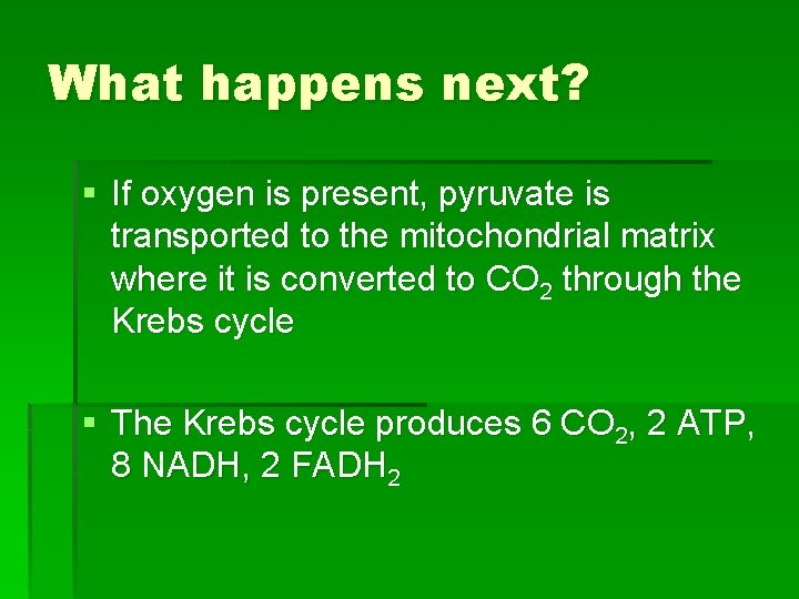 What happens next? § If oxygen is present, pyruvate is transported to the mitochondrial
