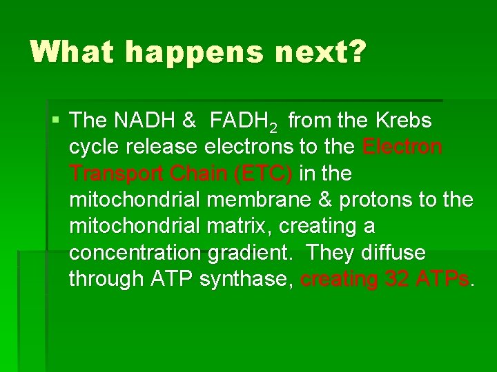 What happens next? § The NADH & FADH 2 from the Krebs cycle release