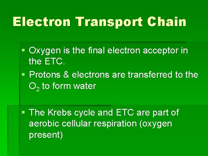 Electron Transport Chain § Oxygen is the final electron acceptor in the ETC. §