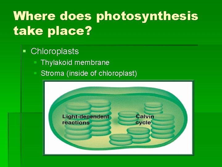 Where does photosynthesis take place? § Chloroplasts § Thylakoid membrane § Stroma (inside of