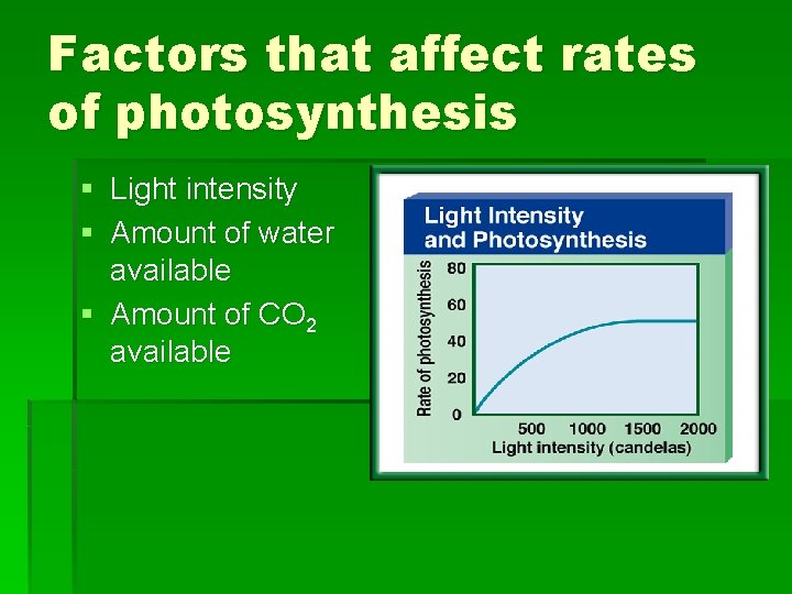 Factors that affect rates of photosynthesis § Light intensity § Amount of water available